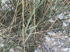 Calamagrostis pseudophragmites