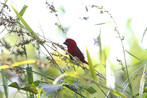 Crimson Seedcracker (Pyrenestes sanguineus), photo 4