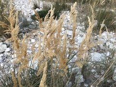 Calamagrostis pseudophragmites