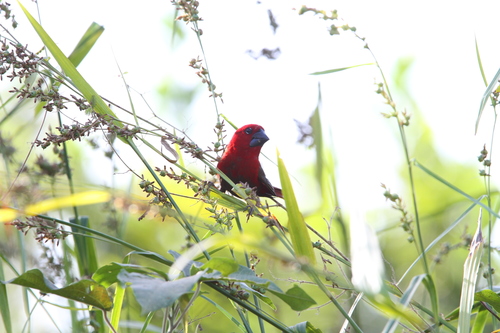 Crimson Seedcracker (Pyrenestes sanguineus), photo 5