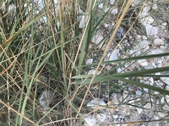 Calamagrostis pseudophragmites