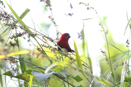 Crimson Seedcracker (Pyrenestes sanguineus), photo 6