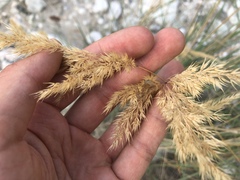 Calamagrostis pseudophragmites