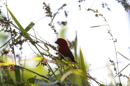 Crimson Seedcracker (Pyrenestes sanguineus), photo 8