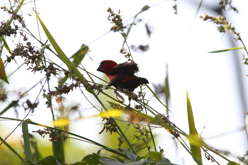 Crimson Seedcracker (Pyrenestes sanguineus), photo 9