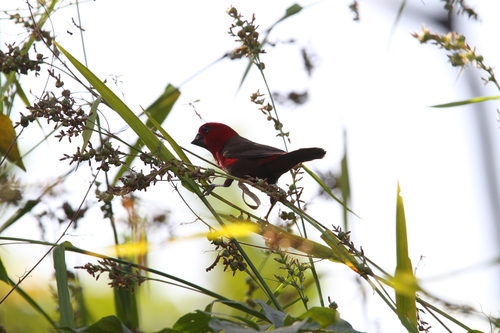 Crimson Seedcracker (Pyrenestes sanguineus), photo 10