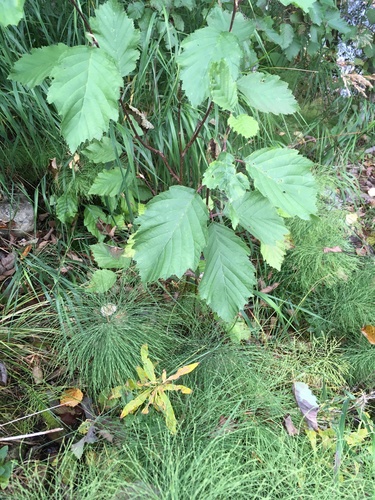 grey alder