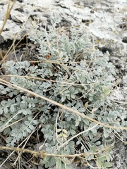 Astragalus helmii