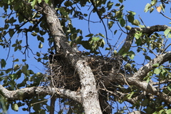 Gypohierax angolensis image