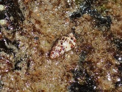 Maculotriton serriale