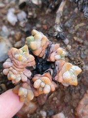 Crassula deceptor
