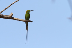 Merops viridissimus