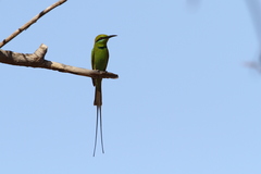 Merops viridissimus