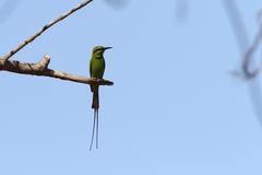 Merops viridissimus