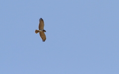 Circaetus beaudouini
