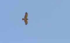 Circaetus beaudouini