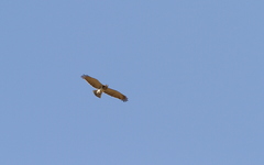 Circaetus beaudouini