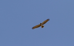 Circaetus beaudouini