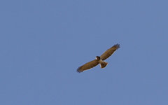 Circaetus beaudouini