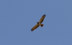 Circaetus beaudouini