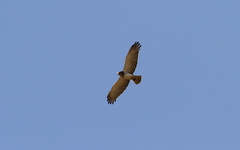 Circaetus beaudouini