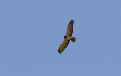 Circaetus beaudouini