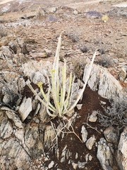 Euphorbia dregeana