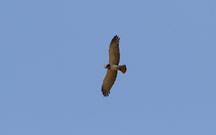 Circaetus beaudouini