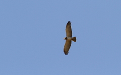 Circaetus beaudouini