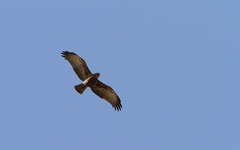 Circaetus beaudouini
