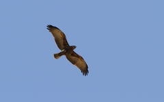 Circaetus beaudouini