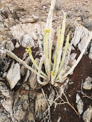 Euphorbia dregeana