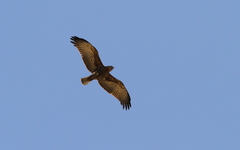 Circaetus beaudouini
