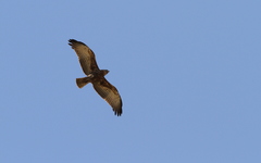 Circaetus beaudouini