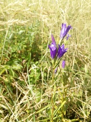 Gentiana pneumonanthe