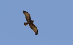 Circaetus beaudouini