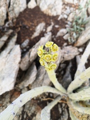 Euphorbia dregeana