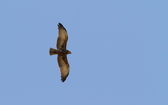 Circaetus beaudouini