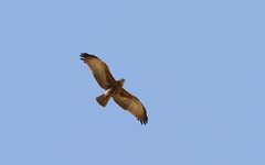 Circaetus beaudouini