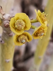 Euphorbia dregeana