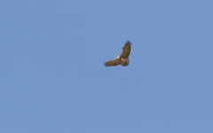 Circaetus beaudouini