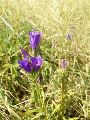 Gentiana pneumonanthe