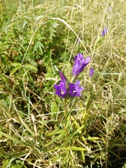 Gentiana pneumonanthe