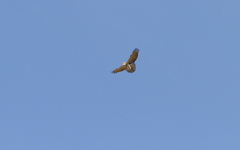 Circaetus beaudouini