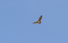 Circaetus beaudouini