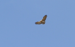 Circaetus beaudouini