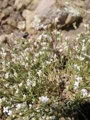 Asperula tephrocarpa
