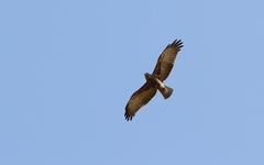 Circaetus beaudouini