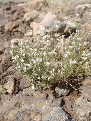 Asperula tephrocarpa