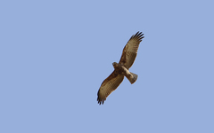 Circaetus beaudouini